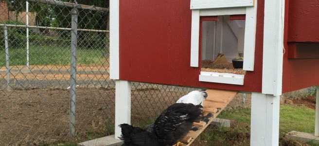 4x4-CCLT-chicken-coop-plans-ramp-portland-or