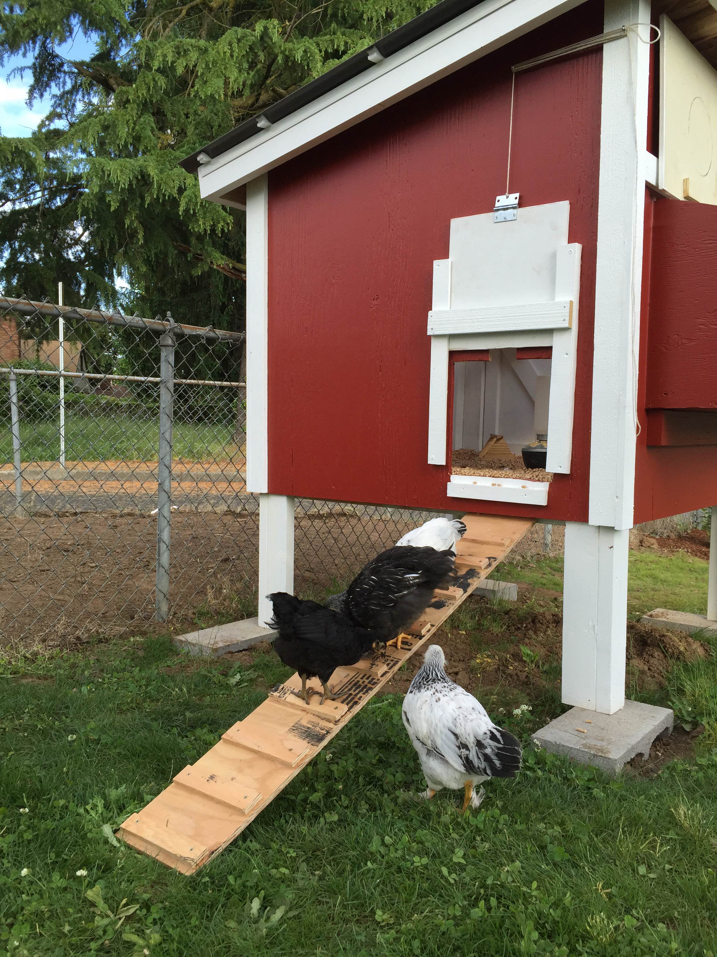 4×4 Urban Chicken Coop Plans