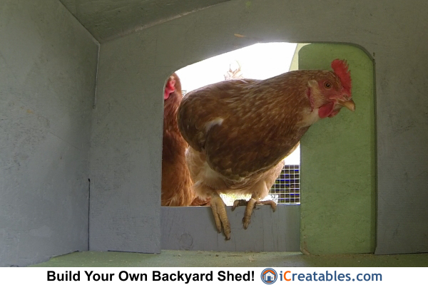 Fluffy the chicken coming into the uban chicken coop for the night.