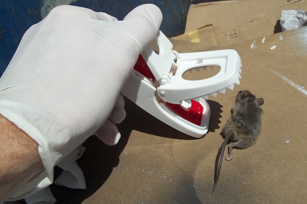 emptying mouse trap