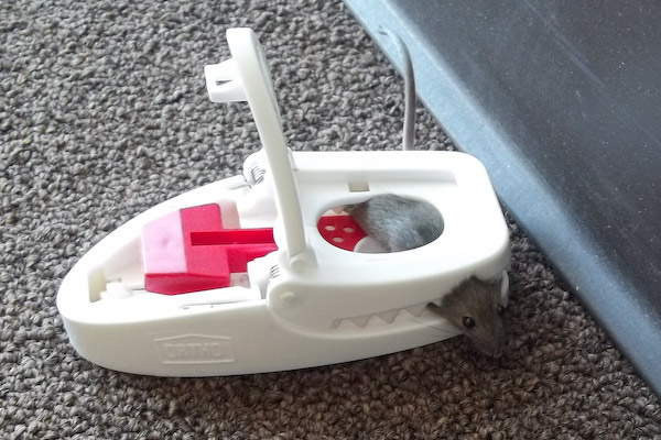 mouse in ortho mouse trap