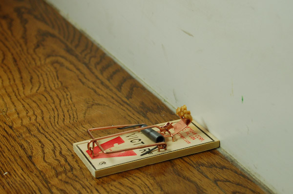 mouse trap set by wall